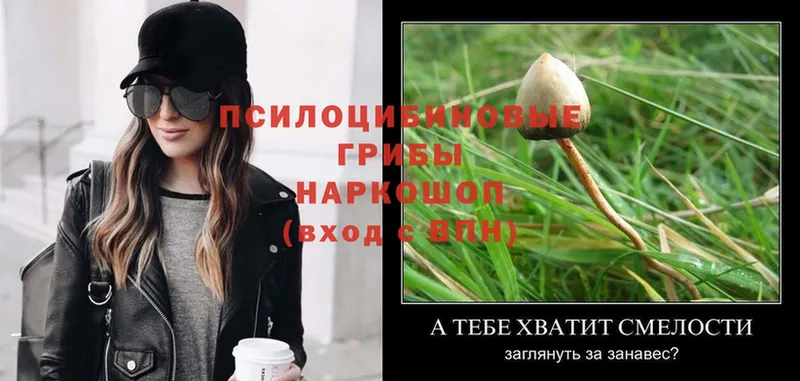 Галлюциногенные грибы Psilocybe Ишимбай